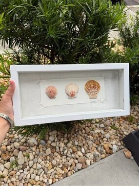 St. Pete Beach, FL Scallop - “The Family Reef” Collection